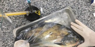 Yuri Porto - Pesquisadores querem aprofundar conhecimentos sobre os riscos microbiológicos associados à produção de peixes cultivados e orientar medidas de prevenção