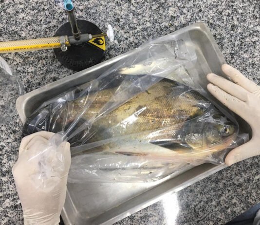 Yuri Porto - Pesquisadores querem aprofundar conhecimentos sobre os riscos microbiológicos associados à produção de peixes cultivados e orientar medidas de prevenção