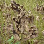 Ferramenta digital orienta produtores no controle da ferrugem asiática da soja Pedro Singer - A ferrigem asiática é uma das doenças severas da cultura da soja