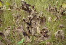 Pedro Singer - A ferrigem asiática é uma das doenças severas da cultura da soja