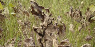 Ferramenta digital orienta produtores no controle da ferrugem asiática da soja Pedro Singer - A ferrigem asiática é uma das doenças severas da cultura da soja