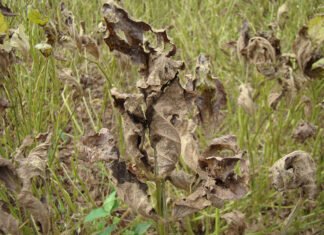 Ferramenta digital orienta produtores no controle da ferrugem asiática da soja Pedro Singer - A ferrigem asiática é uma das doenças severas da cultura da soja
