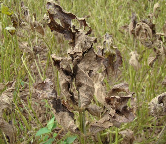 Ferramenta digital orienta produtores no controle da ferrugem asiática da soja Pedro Singer - A ferrigem asiática é uma das doenças severas da cultura da soja