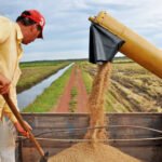 Governo do Tocantins investe em tecnologia e produtividade e mantém liderança na produção de arroz na Região Norte