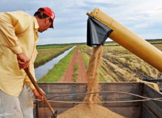 Governo do Tocantins investe em tecnologia e produtividade e mantém liderança na produção de arroz na Região Norte