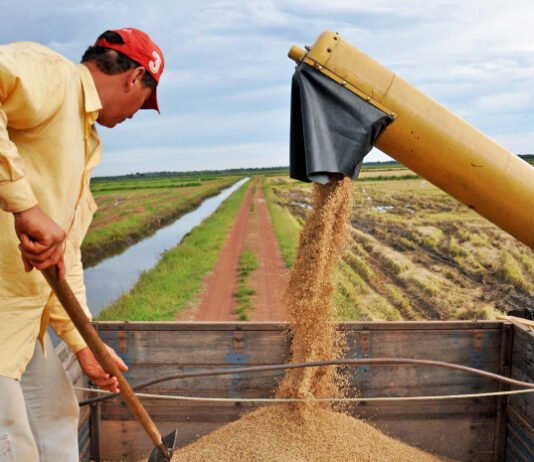 Governo do Tocantins investe em tecnologia e produtividade e mantém liderança na produção de arroz na Região Norte