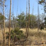 Inteligência artificial e satélites mapeiam terras agrícolas abandonadas no Cerrado Edson Sano - A maior parte das áreas abandonadas (87%) analisadas no estudo corresponde a antigas plantações de eucalipto destinadas à produção de carvão vegetal