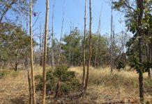 Edson Sano - A maior parte das áreas abandonadas (87%) analisadas no estudo corresponde a antigas plantações de eucalipto destinadas à produção de carvão vegetal