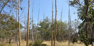 Edson Sano - A maior parte das áreas abandonadas (87%) analisadas no estudo corresponde a antigas plantações de eucalipto destinadas à produção de carvão vegetal