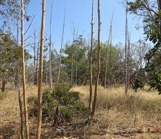 Edson Sano - A maior parte das áreas abandonadas (87%) analisadas no estudo corresponde a antigas plantações de eucalipto destinadas à produção de carvão vegetal