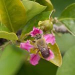 Magnus Deon - O estudo mostra que as flores da aceroleira são visitadas preferencialmente por abelhas do gênero <i>Centris</i>, que utilizam os óleos florais na construção de ninhos e na alimentação das larvas