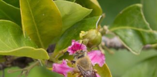 Magnus Deon - O estudo mostra que as flores da aceroleira são visitadas preferencialmente por abelhas do gênero <i>Centris</i>, que utilizam os óleos florais na construção de ninhos e na alimentação das larvas