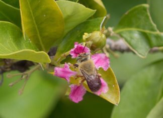 Magnus Deon - O estudo mostra que as flores da aceroleira são visitadas preferencialmente por abelhas do gênero <i>Centris</i>, que utilizam os óleos florais na construção de ninhos e na alimentação das larvas