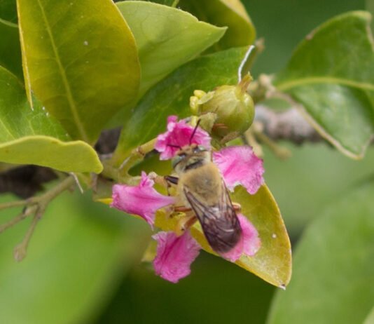 Magnus Deon - O estudo mostra que as flores da aceroleira são visitadas preferencialmente por abelhas do gênero <i>Centris</i>, que utilizam os óleos florais na construção de ninhos e na alimentação das larvas