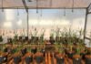 Agnaldo Chaves - Testes com trigo em casa de vegetação mostraram crescimento radicular de até 12%
