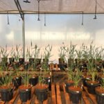 Agnaldo Chaves - Testes com trigo em casa de vegetação mostraram crescimento radicular de até 12%