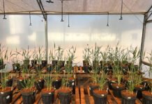 Agnaldo Chaves - Testes com trigo em casa de vegetação mostraram crescimento radicular de até 12%