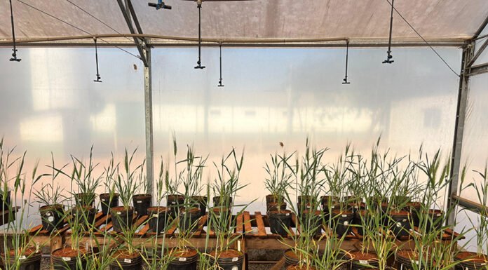 Pesquisa avalia algas brasileiras como bioestimulante em grãos sob estresse hídrico Agnaldo Chaves - Testes com trigo em casa de vegetação mostraram crescimento radicular de até 12%