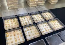 Tecnologia com ozônio chega ao mercado para reduzir micotoxinas em grãos Marco Aurélio Pimentel - Análise de sanidade de grãos com e sem tratamento com gás Ozônio