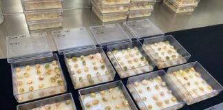 Marco Aurélio Pimentel - Análise de sanidade de grãos com e sem tratamento com gás Ozônio