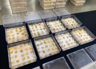 Tecnologia com ozônio chega ao mercado para reduzir micotoxinas em grãos Marco Aurélio Pimentel - Análise de sanidade de grãos com e sem tratamento com gás Ozônio