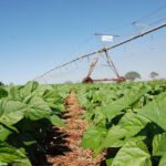 Sebastião Araújo - A utilização do inoculante solubilizador de fosfato melhorou o desempenho do feijoeiro: houve aumento da massa seca da raiz, da parte aérea e do número de vagens entre outros resultados