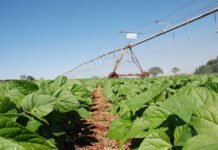 Sebastião Araújo - A utilização do inoculante solubilizador de fosfato melhorou o desempenho do feijoeiro: houve aumento da massa seca da raiz, da parte aérea e do número de vagens entre outros resultados