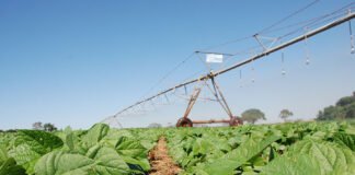 Sebastião Araújo - A utilização do inoculante solubilizador de fosfato melhorou o desempenho do feijoeiro: houve aumento da massa seca da raiz, da parte aérea e do número de vagens entre outros resultados