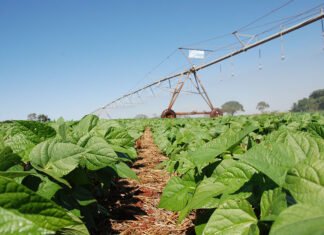 Sebastião Araújo - A utilização do inoculante solubilizador de fosfato melhorou o desempenho do feijoeiro: houve aumento da massa seca da raiz, da parte aérea e do número de vagens entre outros resultados
