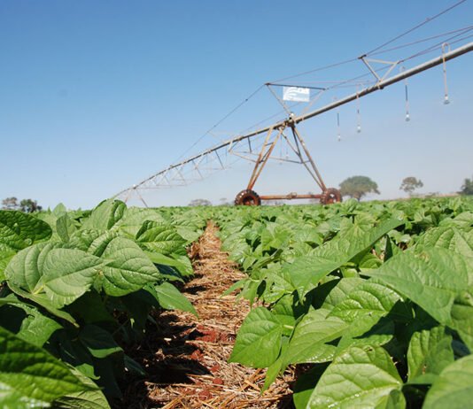 Sebastião Araújo - A utilização do inoculante solubilizador de fosfato melhorou o desempenho do feijoeiro: houve aumento da massa seca da raiz, da parte aérea e do número de vagens entre outros resultados