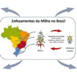 Cigarrinha-do-milho causa prejuízo de 25,8 bilhões de dólares ao País em quatro anos