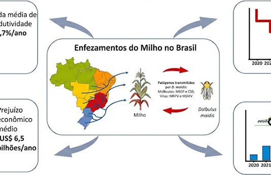 Cigarrinha-do-milho causa prejuízo de 25,8 bilhões de dólares ao País em quatro anos