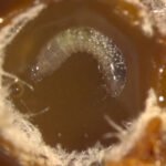 Fungicidas podem eliminar microrganismos essenciais a abelhas sem ferrão