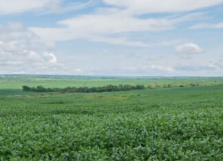 Governo do Tocantins anuncia início do plantio excepcional de soja nas várzeas tropicais em 20 de abril