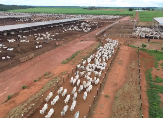 Governo do Tocantins inicia campanha obrigatória de declaração pecuária em 1º de maio