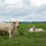 Governo do Tocantins reforça orientações sobre regras sanitárias para garantir exportação de carne ao Chile