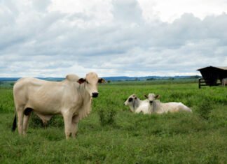 Governo do Tocantins reforça orientações sobre regras sanitárias para garantir exportação de carne ao Chile