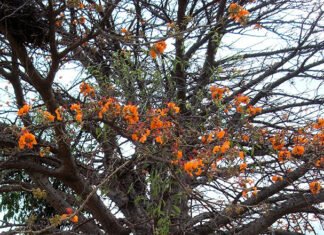 Mudas de espécies nativas da Caatinga podem ser produzidas com água salobra