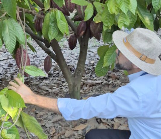 Na Bahia, Adapec participa de curso de prevenção, vigilância e controle da praga que afeta culturas de cacau e cupuaçu