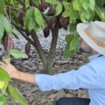 Na na Bahia, Adapec participa de curso de prevenção, vigilância e controle da praga que afeta culturas de cacau e cupuaçu
