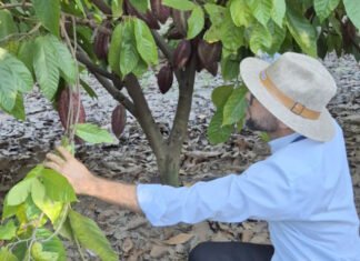 Na na Bahia, Adapec participa de curso de prevenção, vigilância e controle da praga que afeta culturas de cacau e cupuaçu