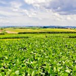 Nova soja convencional combina produtividade e controle de plantas daninhas RRRufino - A nova variedade é indicada para produtores do centro-norte de Mato Grosso e se destaca pela sanidade