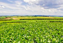 Nova soja convencional combina produtividade e controle de plantas daninhas RRRufino - A nova variedade é indicada para produtores do centro-norte de Mato Grosso e se destaca pela sanidade