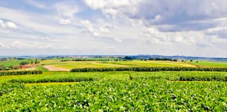 RRRufino - A nova variedade é indicada para produtores do centro-norte de Mato Grosso e se destaca pela sanidade