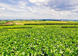 Nova soja convencional combina produtividade e controle de plantas daninhas RRRufino - A nova variedade é indicada para produtores do centro-norte de Mato Grosso e se destaca pela sanidade