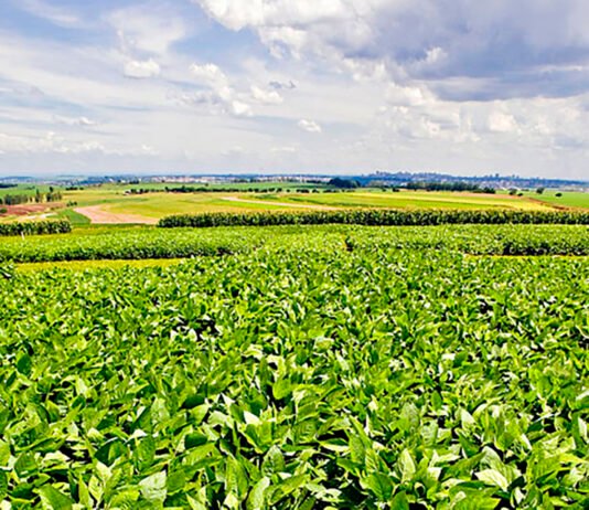 Nova soja convencional combina produtividade e controle de plantas daninhas RRRufino - A nova variedade é indicada para produtores do centro-norte de Mato Grosso e se destaca pela sanidade