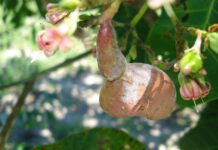 Marlon Valentim - Fruto do cajueiro com sintoma do oídio