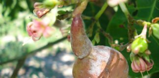 Marlon Valentim - Fruto do cajueiro com sintoma do oídio