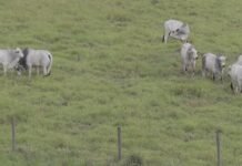 Primeira cultivar brasileira de Brachiaria decumbens chega ao mercado