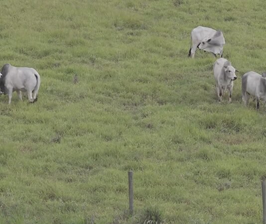 Primeira cultivar brasileira de Brachiaria decumbens chega ao mercado